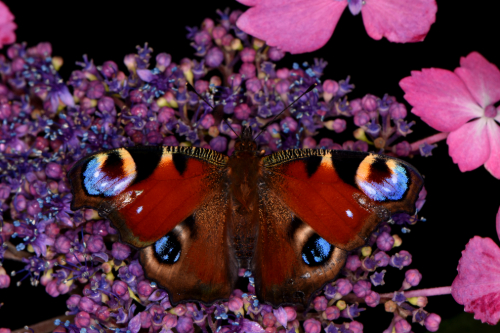 Peacock Butterfly on pink flower